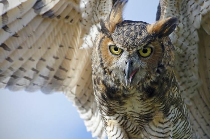 sova rohatá, Bubo virginianus