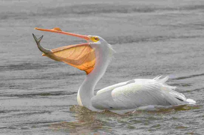 Veľký biely pelikán (Pelecanus onocrotalus)