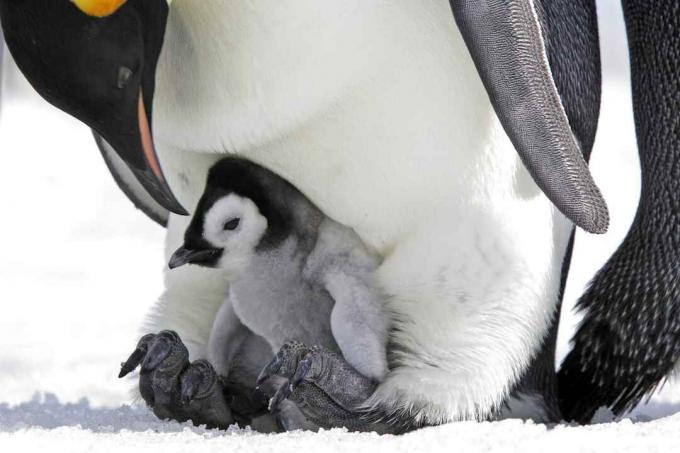 Cisársky tučniak na otcovom chodidle.