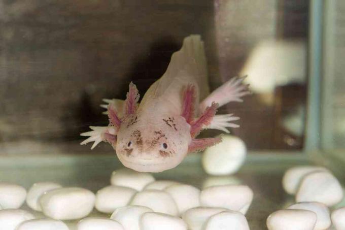Axolotl bude jesť všetko dosť malé, aby sa zmestilo do jeho úst.