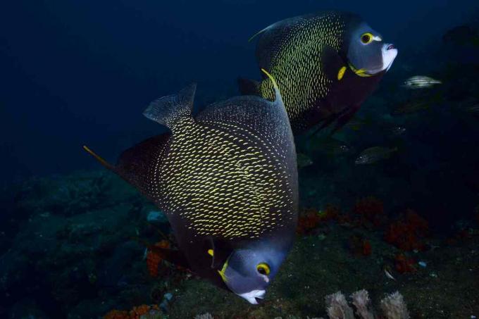 Francúzsky angelfish