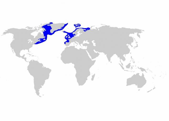 Distribúcia žralokov v Grónsku