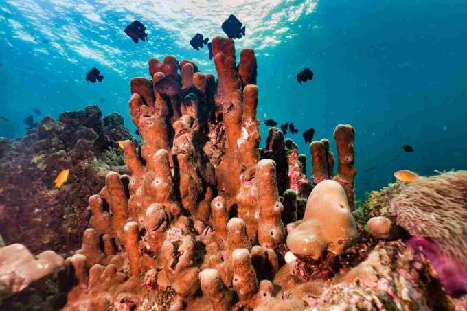 Špongia podvodná trubica Pillar Coral na koralovom útese, systém zachytávania uhlíka