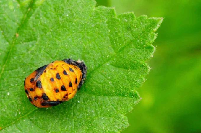 Ladybug Pupa na zelenom liste