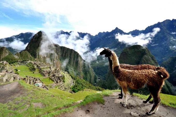 Lamy v Peru