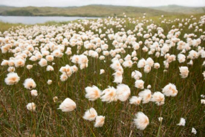 Aljaška bavlníková tundra