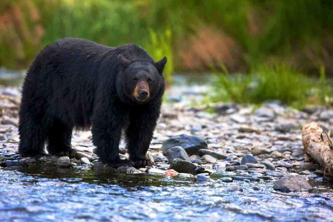 Čierny medveď (Ursus americanus) stojaci v skalnatom toku, Britská Kolumbia, Kanada