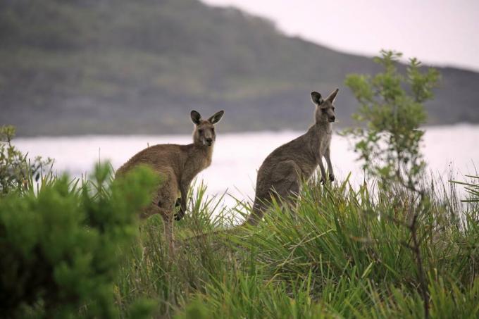 Klokan Habitat Behavior And Diet