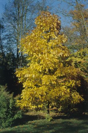 Shagbark hickory strom