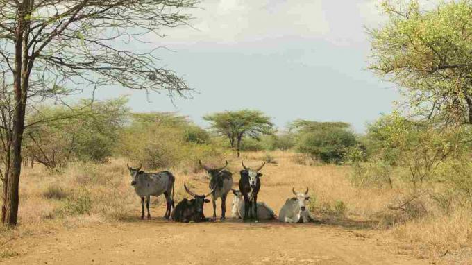 Zebu v parku Awash, Afar, Etiópia