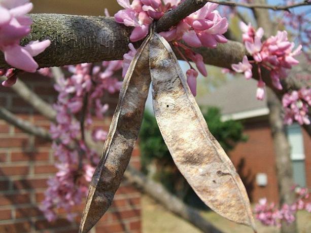 Redbud kvety a zvyšky ovocia