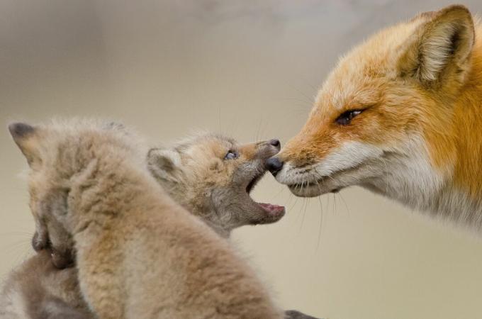 Súpravy líšky sú našuchorené a šedavo hnedé.