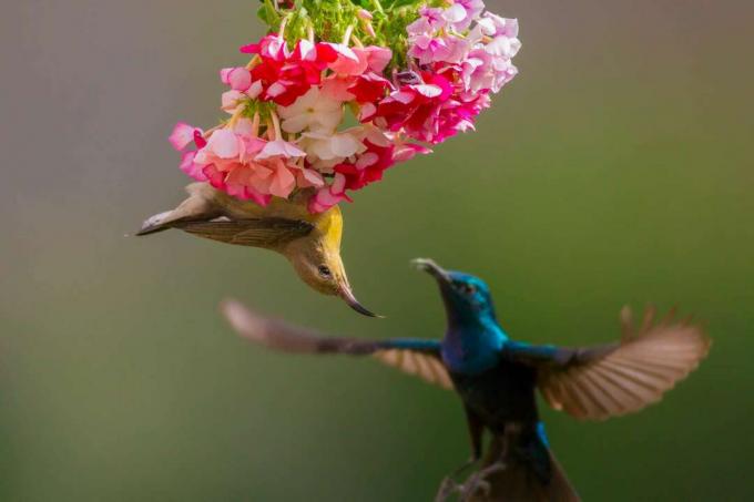 Mužské a ženské fialové slnečné vtáky