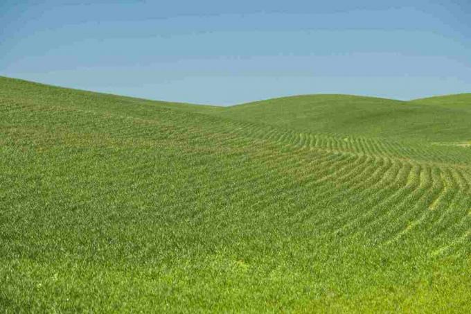 Monoculture Wheat Field, Spokane County, Washington USA