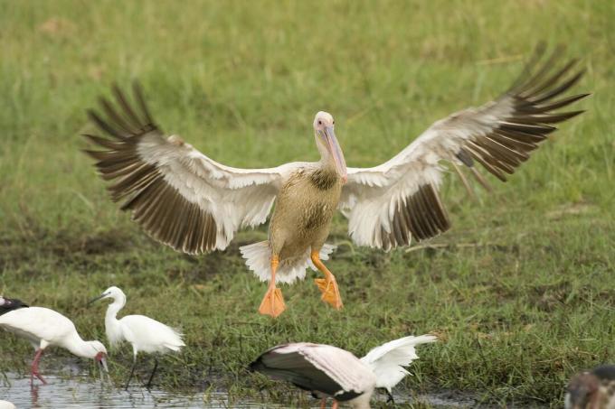 Pelikány ružové (Pelecanus rufescens) pristávajúce, delta Okavango, Botswana