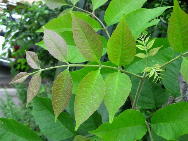 Fraxinus americana: Mladé mladé listy bieleho popola