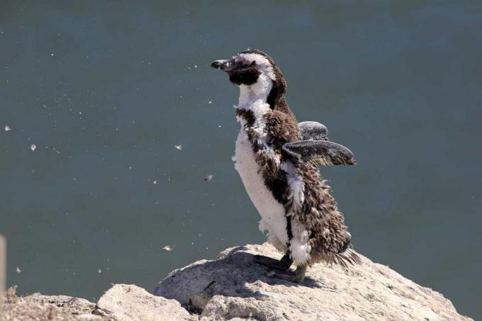 Molting tučniak