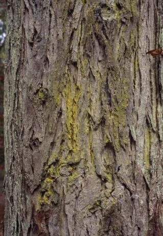 Kôra Shellbark Hickory: Carya laciniosa