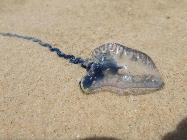 Austrálska modrá fľaša na pláži