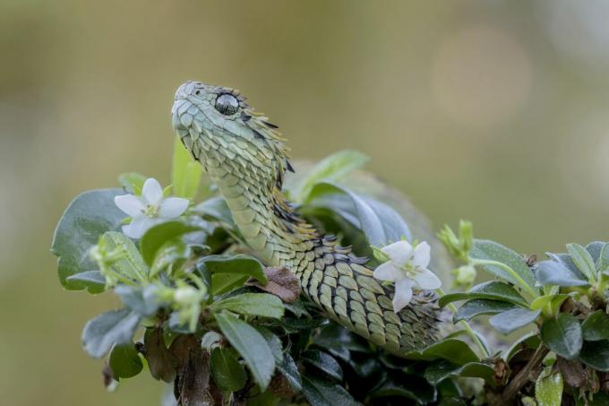 Hairy Bush Viper Snake