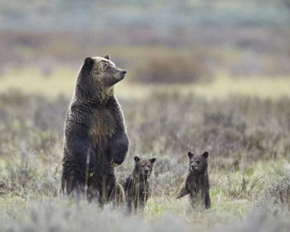 Prasnica grizzly (Ursus arctos horribilis) a dve mláďatá roka stojace na zadných nohách, národný park Yellowstone, Wyoming