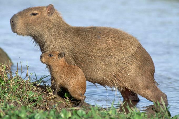 Capybara young sú miniatúrne verzie svojich rodičov.