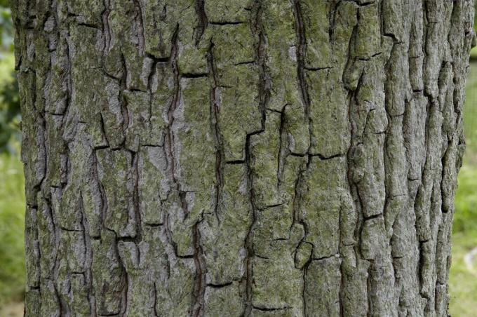 Carya tomentosa, Mockernut hickory, záber zblízka na kôru