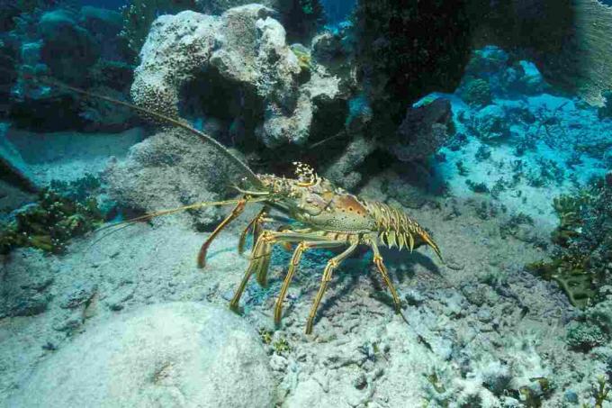 Spiny Lobster / Borut Furlan / WaterFrame / Getty Images