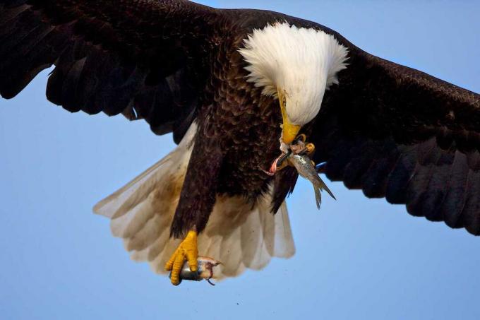 Orol bielohlavý (Haliaeetus leucocephalus), lietajúci a jesť ryby, Homer, Aljaška, USA