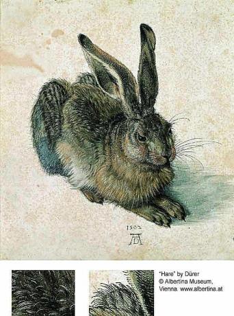 Králik alebo zajac - Albrecht Dürer