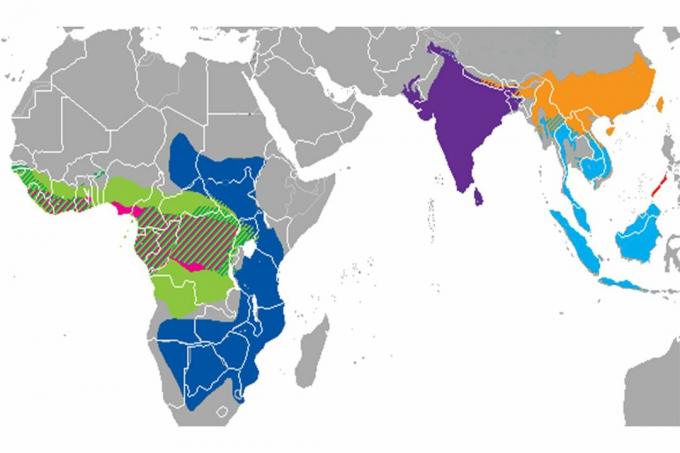 Distribúcia druhov pangolínu.