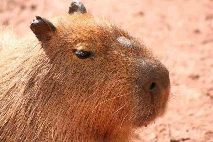 Morillo je charakteristickým rysom tváre capybary.