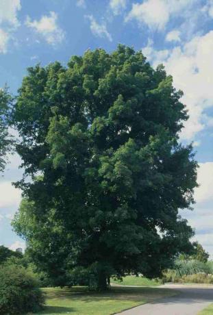 Carya cordiformis (orech orechový), zelený listnatý strom v parku vedľa cesty