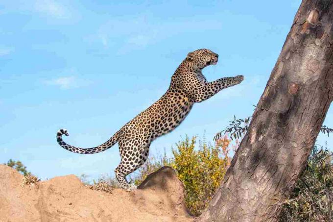 Lietajúci leopard