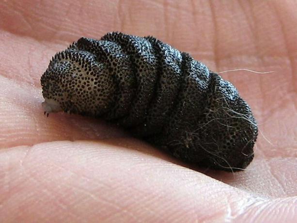 Cuterebra sp. larva motýľov