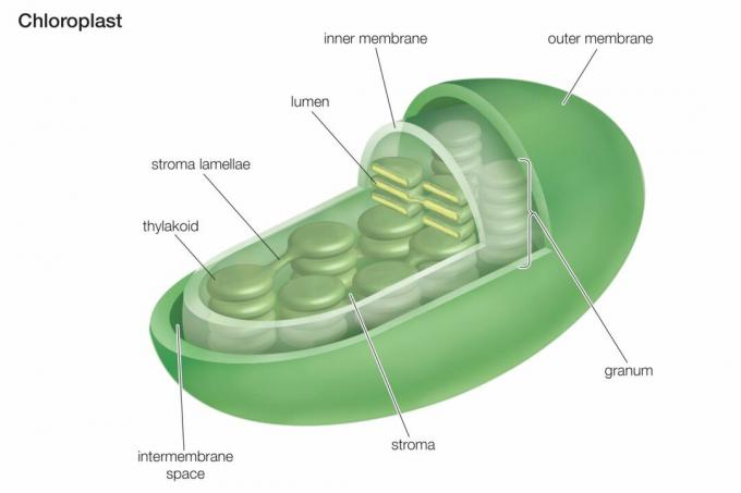 Prierez chloroplastom