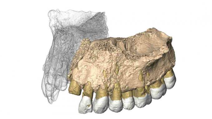 Zrekonštruovaná Mislaya Maxilla