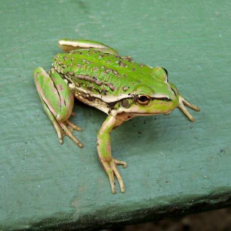 zelená žaba