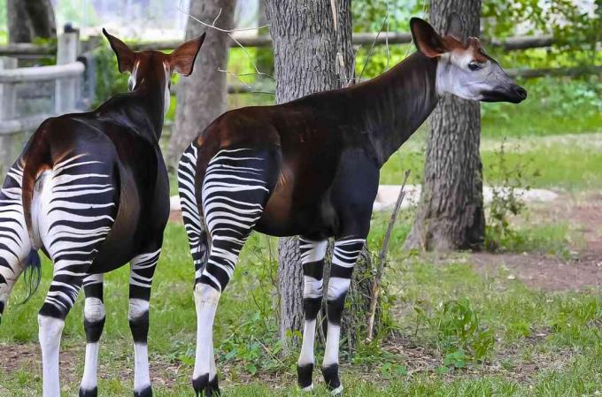 Pár, okapis, (Okapia, johnstoni), do, oklahoma city, Zoo, Oklahoma, mesto, oklahoma state, usa