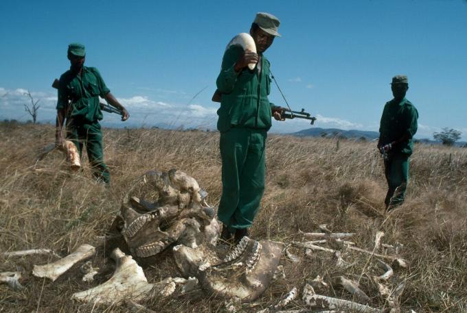 MIKUMI, TANZANIA - Júl 1989: Park Rangers, ktorí zarábajú 70 dolárov za mesiac so zabaveným slonom slonovým kel v hodnote 2 700 dolárov v národnom parku Mikumi v Tanzánii. Strážcovia stoja vedľa zvyškov býčieho slona zabitého pytliakmi.