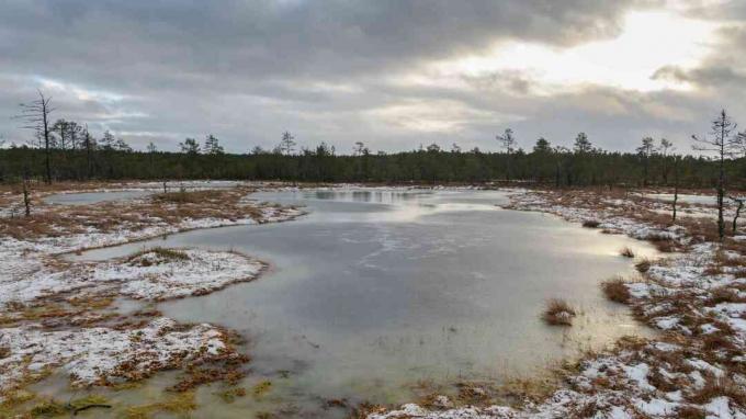 Estónske rašelinisko v zime