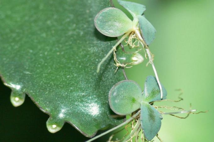 Kalanchoe - planéty