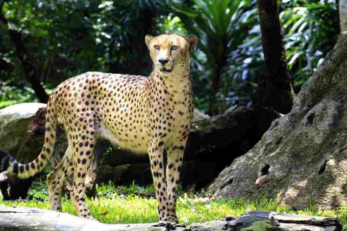 Gepard má aerodynamickú štíhlu postavu.