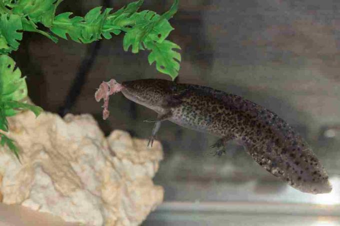 Tento zajatý axolotl jesť kúsok mäsa.