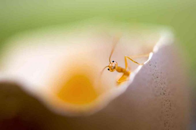 roztomilý malý osamelý červený mravec