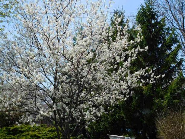 Serviceberry v upravenom prostredí.