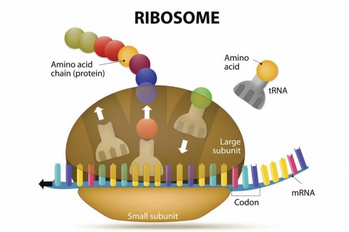 Syntéza ribozómov a proteínov