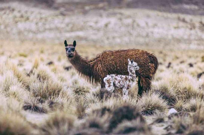 Lama a jej cria.