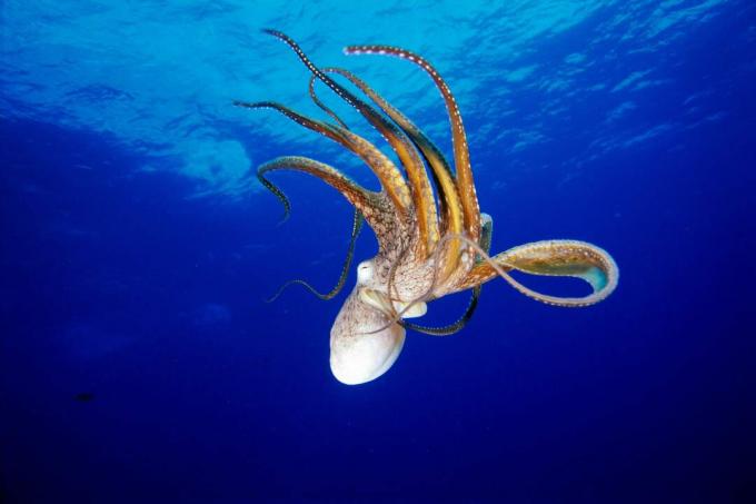 Chobotnica (Octopus cyanea), Havaj / Fleetham Dave / Perspektívy / Getty Images