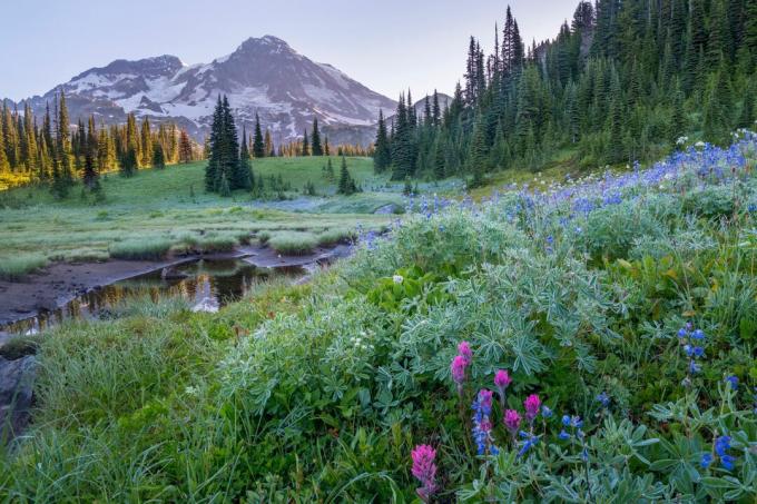 Národný park Mount Rainier